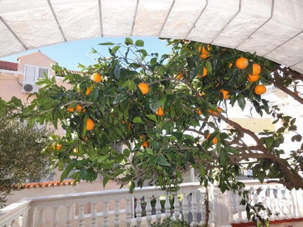Orange Tree *